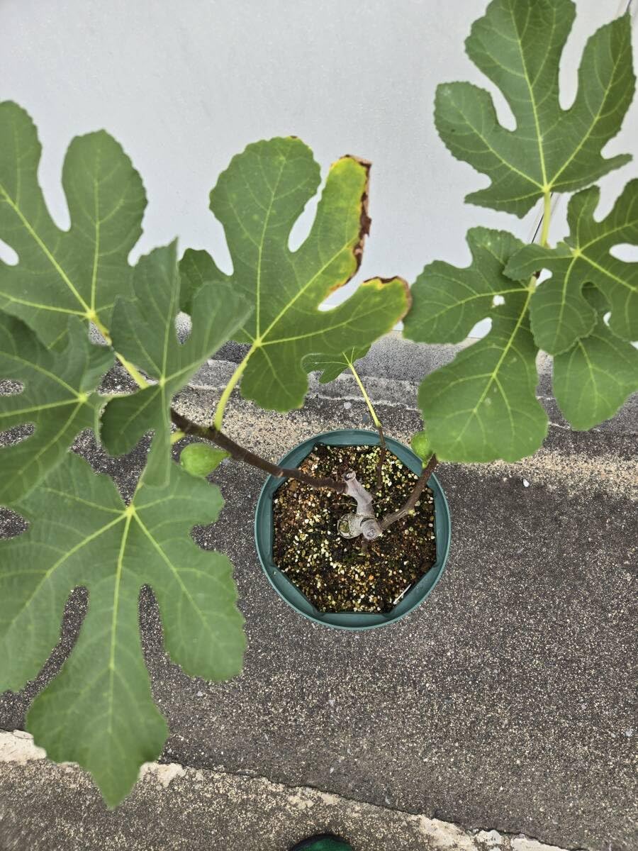 【希少】ストロンボカクタスディシフォルミス 菊水 サボテン塊根植物 国内実生 Storombocactus disciformis【ストロンボカクタス・菊水・実生