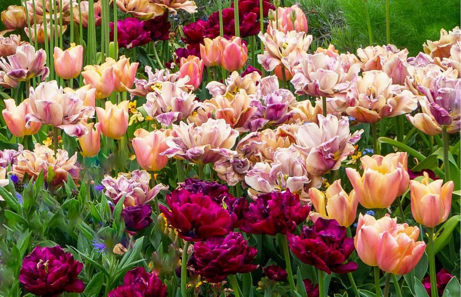 Tulpenmischung 'Katja' Fred's Garden, 21 Zwiebeln, Rot, Höhe 40-50 cm, Tulpenzwiebeln, Blumenzwiebeln, Frühlingsblüher, für Beet und Kübel