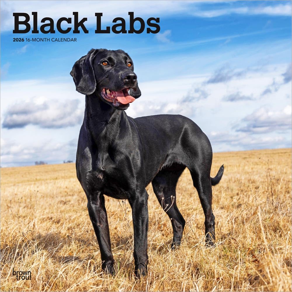 Black Labrador Retrievers | 2026 12 x 24 Inch (Hanging) Monthly Square Wall Calendar | Plastic-Free | BrownTrout | Animals Dog Breeds
