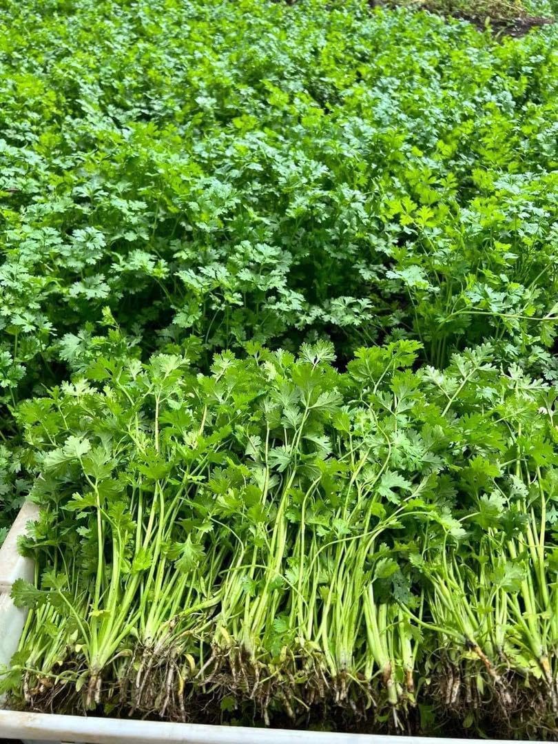 セットレモングラス200gコブミカン葉30gパンダンリーフ5 枚ホムデン