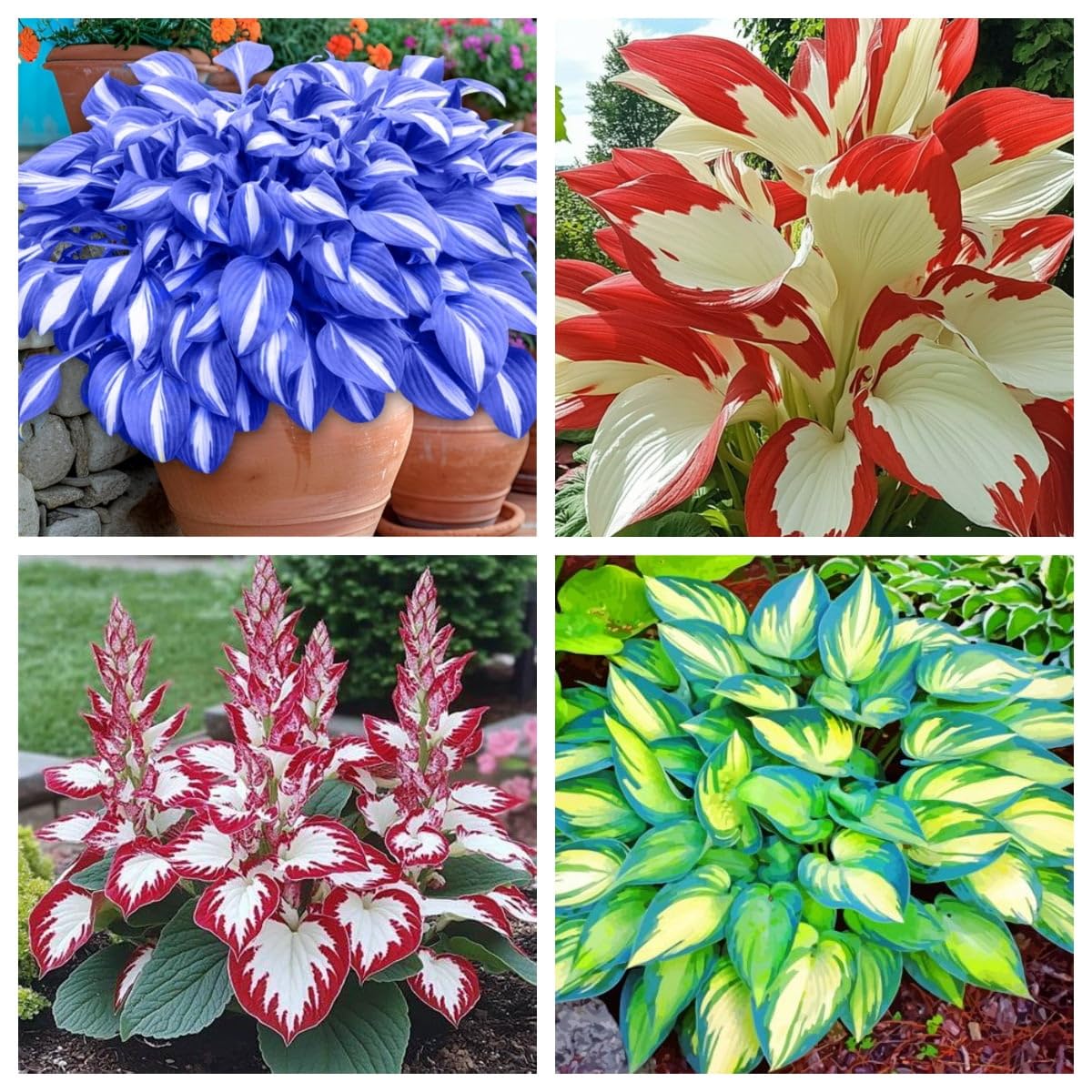 Perennial, Ornamental Flowers, Hosta Bulbs Live, Hosta Plants for Sale, Easy Plant, Wedding Flowers, 6bulbs-c