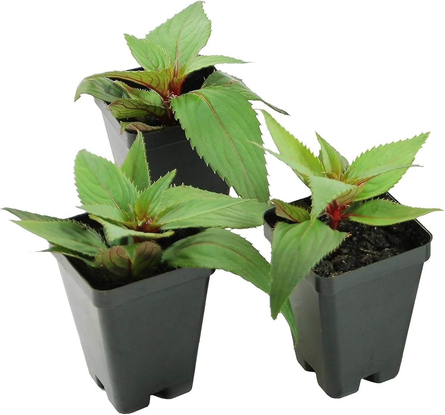 SunPatiens Impatiens Vigorous Peach Candy Outdoor Plant - Annual Blooming Peach-Pink Flowers for Gardens in 2.5" Pot - Grows Upto 1.5' x 2' - Garden Roses w/Mild Fragrance (3 Count)