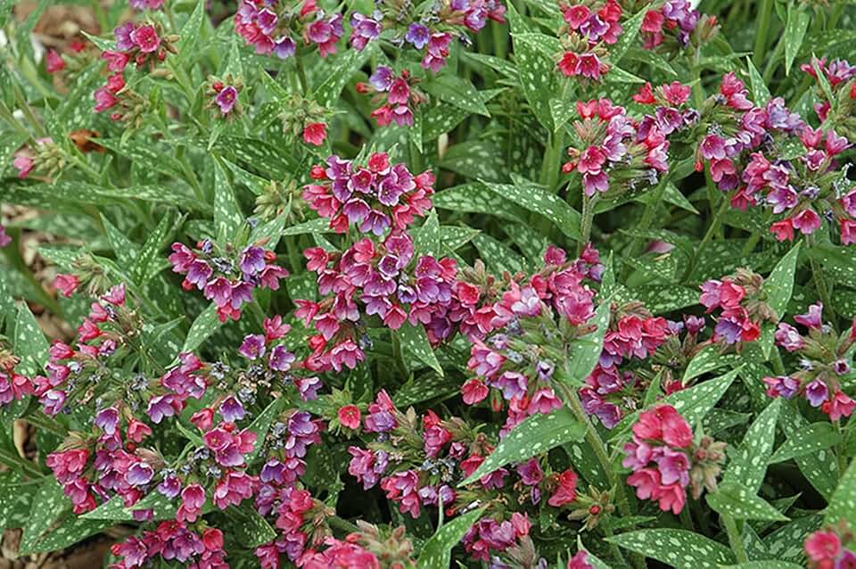 Raspberry Splash Lungwort Perennial - Pulmonaria - Live Plant - Gallon Pot