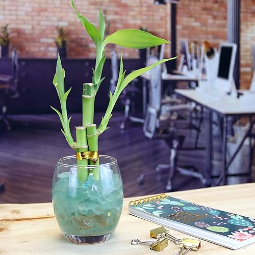 Miniatura 4 de Juego de diez arreglos de bambú de la suerte de 3 tallos  6 pulgadas de bambú de la suerte plantas de interior para decoración del hogar y la