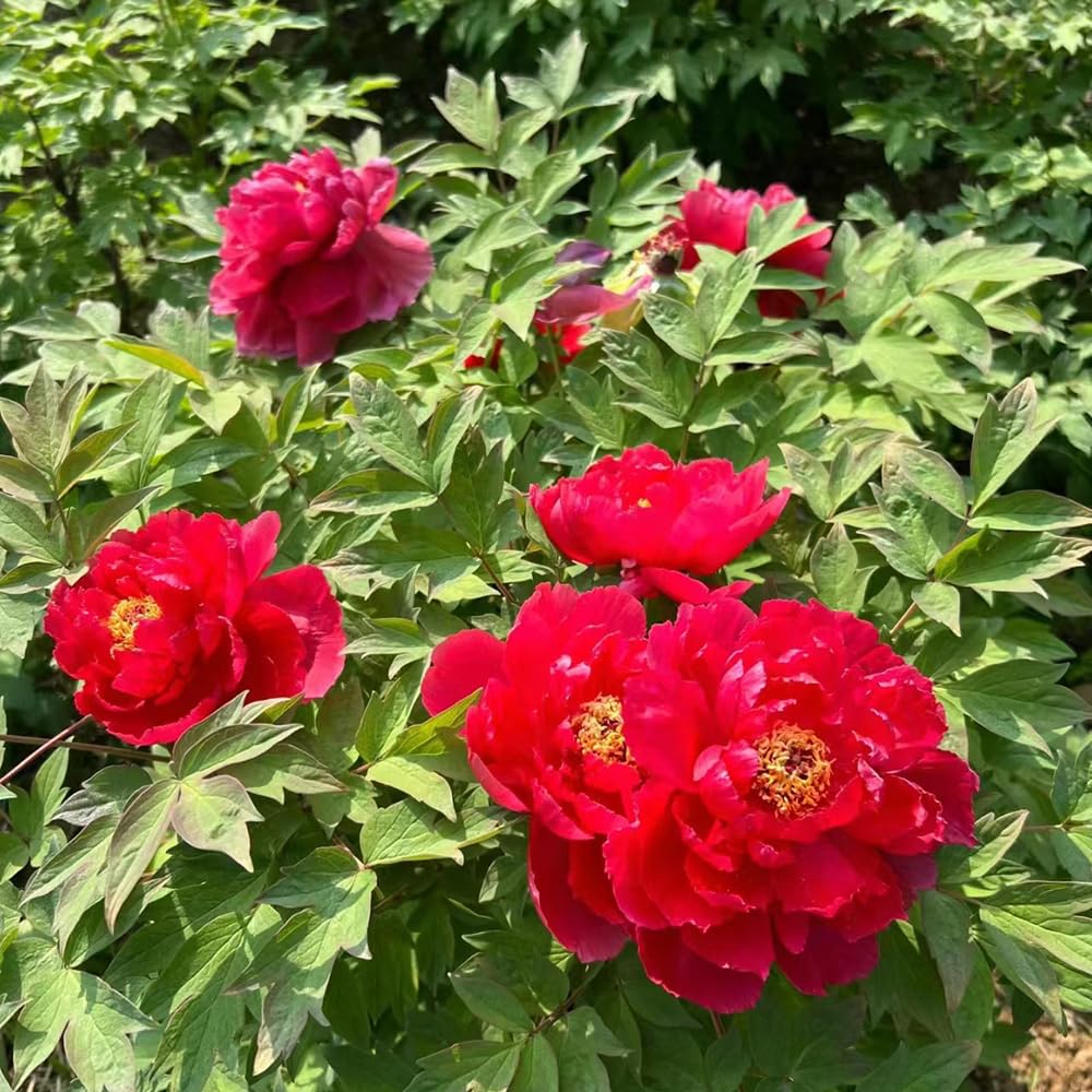 4 Bulbi Di Peonia Albero Paeonia Suffruticosa - Piante Perenni Resistenti Per Giardino O Vaso - Foto 2