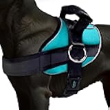 Joyride Basic Essential Dog Harness 1.0 - Small, Medium, Large Dogs, No-Pull Pet Vest with 3 Side Rings for Leash Placement, Adjustable for Training (Teal, XL)