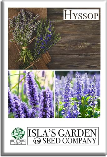 Semillas de hisopo (Hyssopus officinalis) – Más de 1500 semillas sin OMG y reliquias de Isla's Garden Seeds, hierba aromática con picos de flores