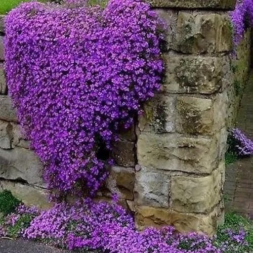 Miniatura 3 de Más de 20000 semillas de tomillo rastrero mixto para plantar al aire libre, flores perennes de cobertura del suelo, Thymus serpyllum, de crecimiento
