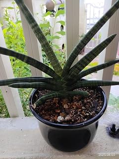 サンセベリア 10cm?15cm 子株 多肉植物 園芸用品