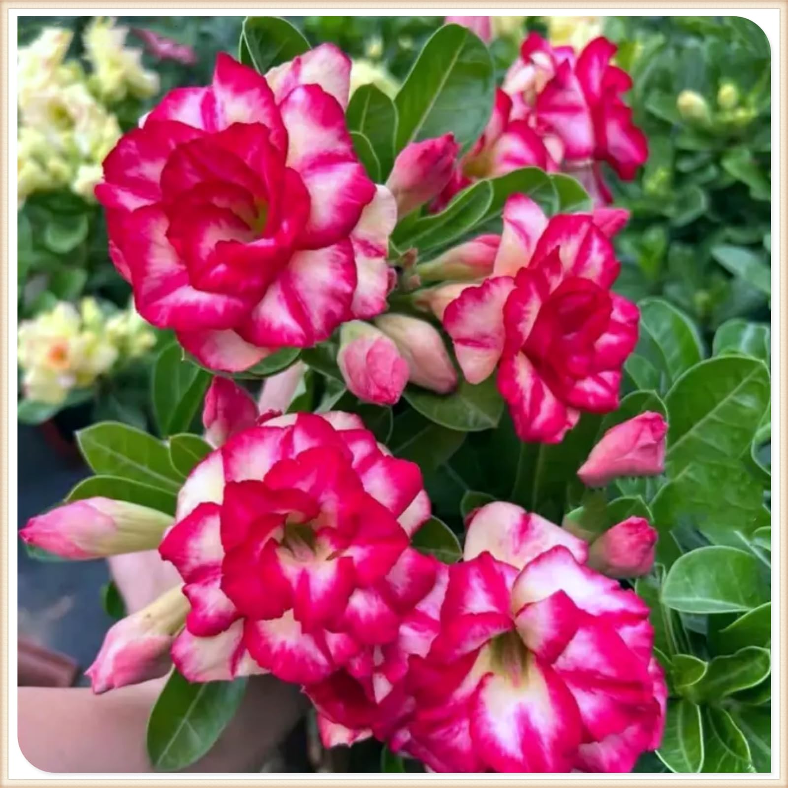 Mix Garden Bulbs, Desert Rose Bulbs, Golden Beautiful, Desert Rose Plant Bulbs, Adenium obesum Plant, Mix Wedding Flowers, 2Bulbs-C