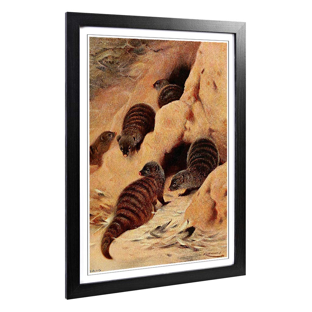 Big Box Art Framed Print of Vintage W Kuhnert Banded Mongoose Design | Wall Art Picture | Home Decor for Kitchen, Living Room, Bedroom, Hallway, Black, A2 / 24.5x18 Inch / 62x45cm
