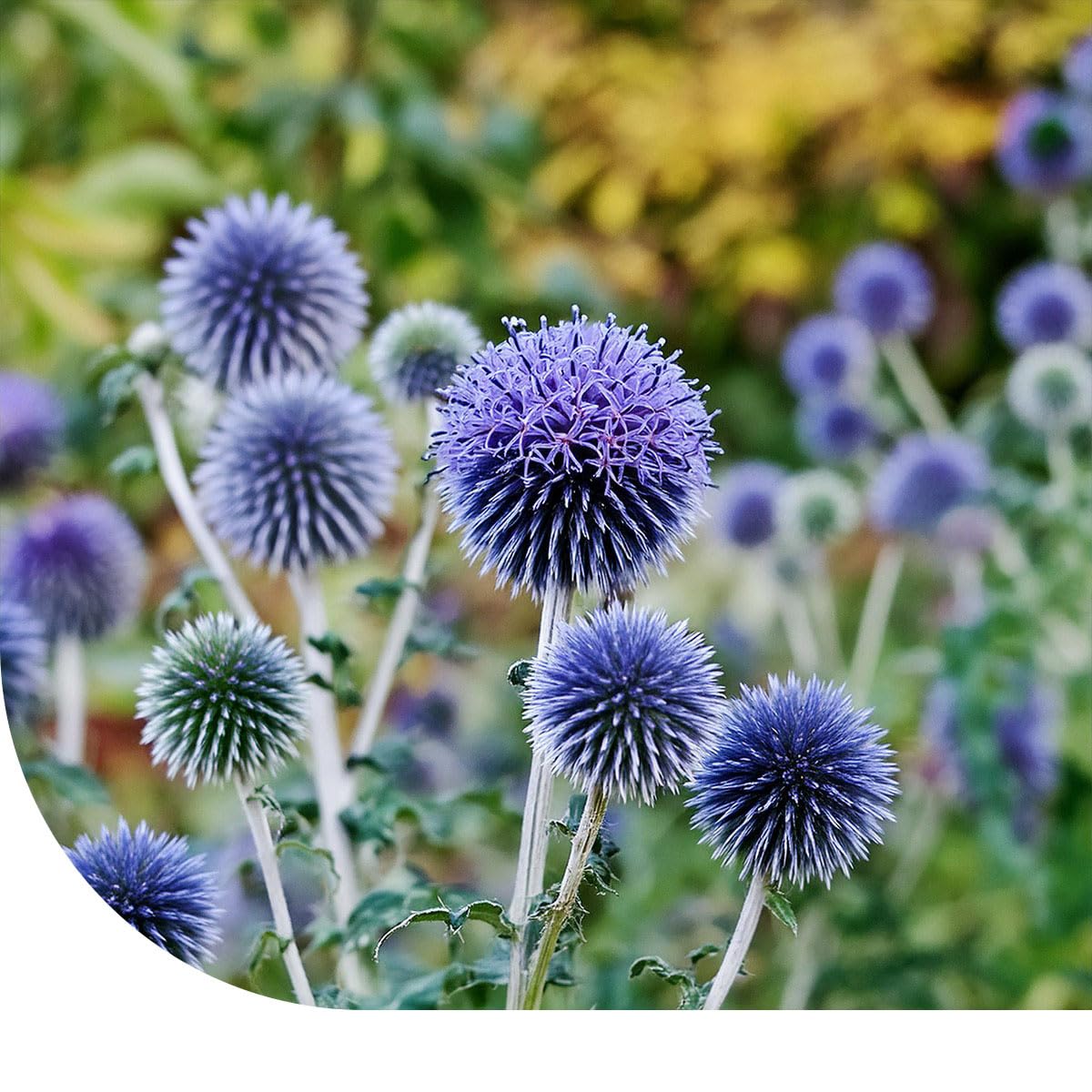 MRS Echinops Globe Ritro - 600 graines - Plante vivace - Fleurs bleu-gris en forme de boule - Très attrayante pour les bourdons et les abeilles