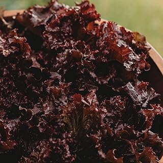 Red Velvet Lettuce - 150 Seeds - Heirloom Red Lettuce Variety, Non-GMO Lettuce Seeds for Planting, Grow Salad Greens Indoors or Outdoors in Containers or The Home Garden, Thresh Seed Company