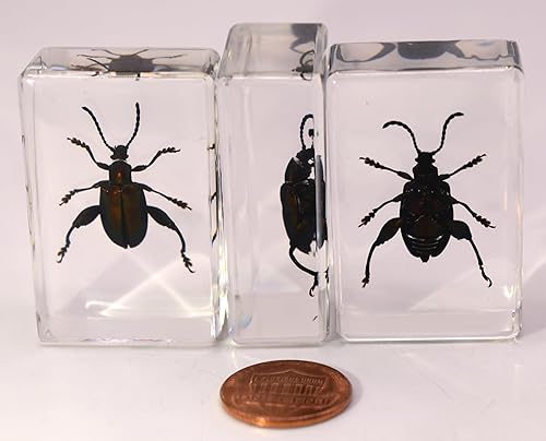 Miniatura 347 de Escarabajo de algodoncillo azul cobalto real de 1.732 in en espécimen de resina de lucita cristalina, insectos, insectos preservados, colección