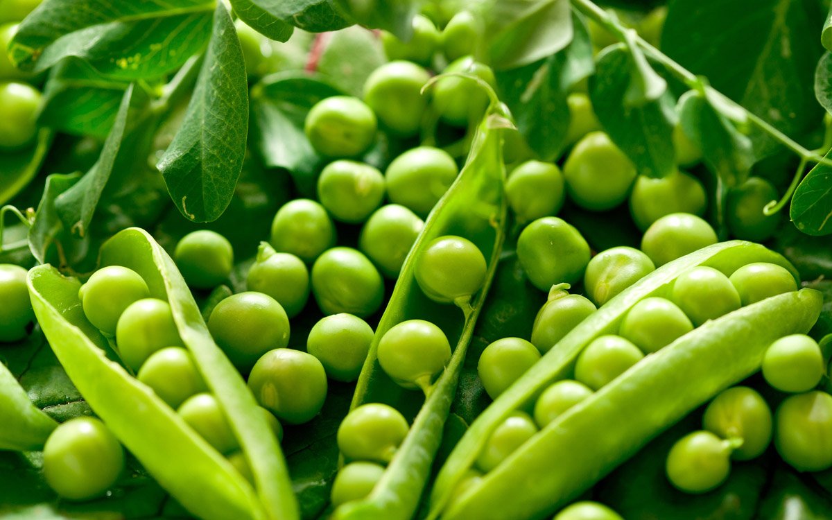 Guisante forrajero proteaginoso para sembrar. 5 Kilos. Apto para huerto o jardín.