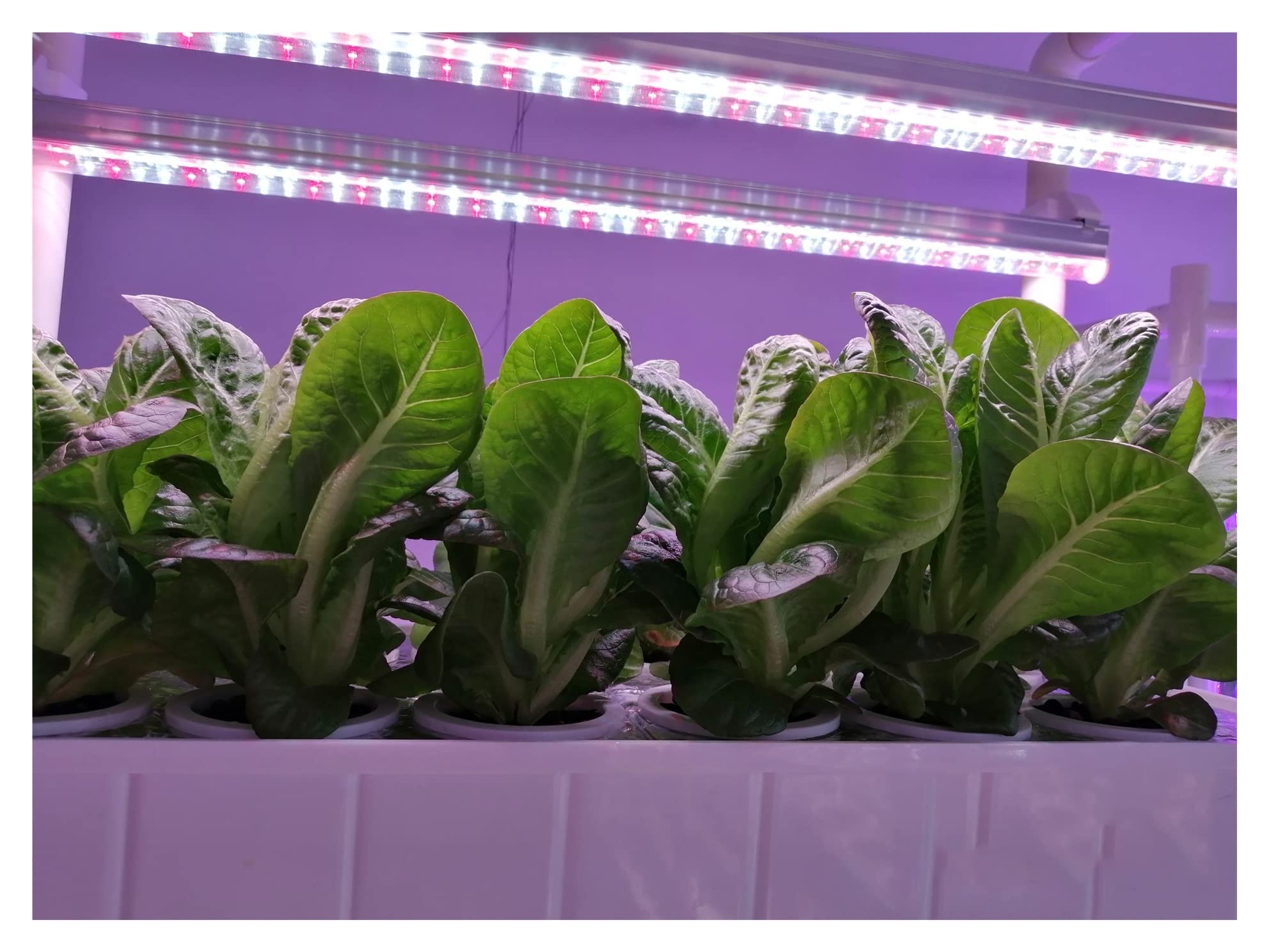Sistema de cultivo hidropónico Kit de jardín vertical de hierbas inteligentes para interiores Jardinera con luces de cultivo LED automáticas para cocina casera, kits y sistemas de cultivo hidropónic