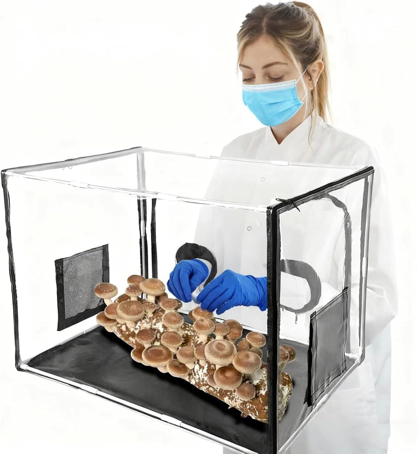 Kit de culture de champignons avec boîte à air fixe et hotte à flux laminaire pour fournitures et substrats de mycologie