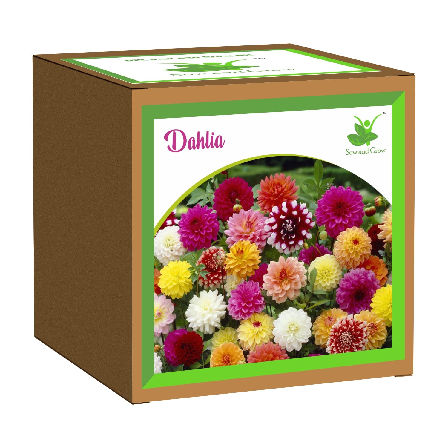 Sow and Grow Seed Starter Grow Kit of Dahlia Flower || for temperatures 15-25 Degrees || DIY Easy Grow it Yourself Gardening Kit for Home and Garden || A Complete Beginner Gardeners Set-image-39