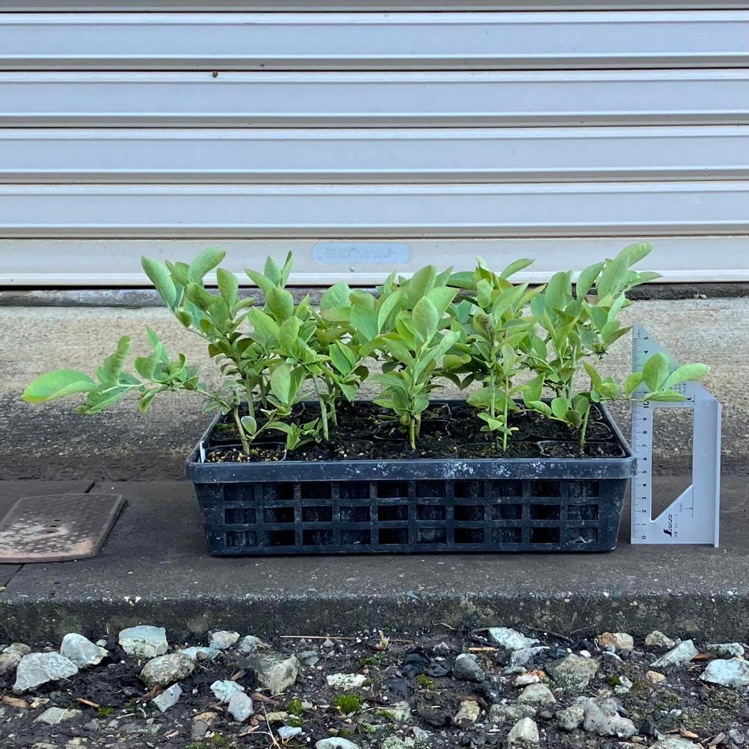優木園さん苗 2点セット 札付きポットごとメルカリ便バラ売り不可