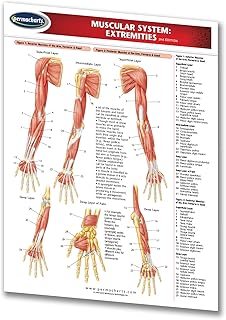 Muscular System Guide: Extremities - Medical Chart - Laminated Quick Reference Guide by Permacharts