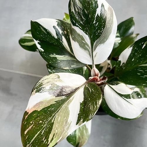 Miniatura 4 de Philodendron Plant Prince of Orange - Planta viva de 3 pulgadas, adornos para plantas de interior, plantas perennes, cultivo de jardín, puede crecer