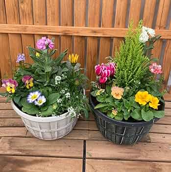 Amazon.co.jp: 季節の寄せ植え アンティーク柄 2鉢セット 軽量 Amazon.co.jp: 季節の寄せ植え アンティーク柄 2鉢セット 軽量