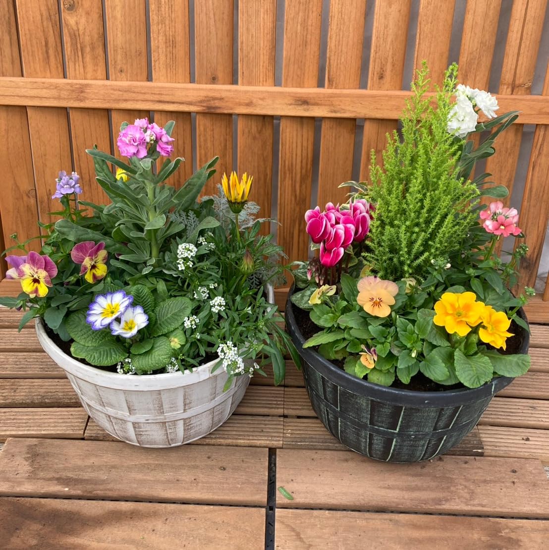 Amazon.co.jp: 季節の寄せ植え アンティーク柄 2鉢セット 軽量