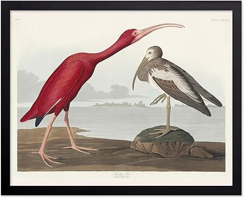 Miniatura 119 de Poster Master Póster vintage de colibríes, impresión de formas de arte retro en la naturaleza, arte de pájaros, regalo para él, ella y amante de los