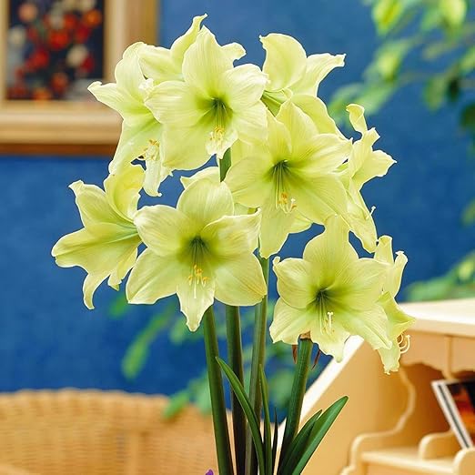 Amazon ヒッペアストラム球根 生きている緑の植物 絶妙な切り花 切り花 ハーディ アマリリス球根 レア 多年生植物 ガーデニング ガーデン シンプルな植栽 ナチュラル ガーデンデコレーション 2バルブ B 花 Amazon ヒッペアストラム球根 生きている緑の植物 絶妙な切り花 切り花 ハーディ アマリリス球根 レア 多年生植物 ガーデニング ガーデン シンプルな植栽 ナチュラル ガーデンデコレーション 2バルブ B 花