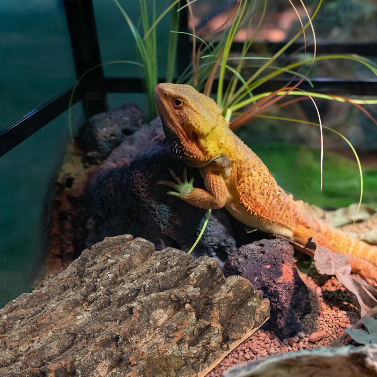 Garneck Parois arrière en écorce de liège pour terrarium 30 x 20 cm – Surface d'escalade pour reptiles