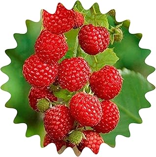 Himbeere Rot/ca. 50 Samen/Rubus idaeus/frosthart/mehrjährig product image