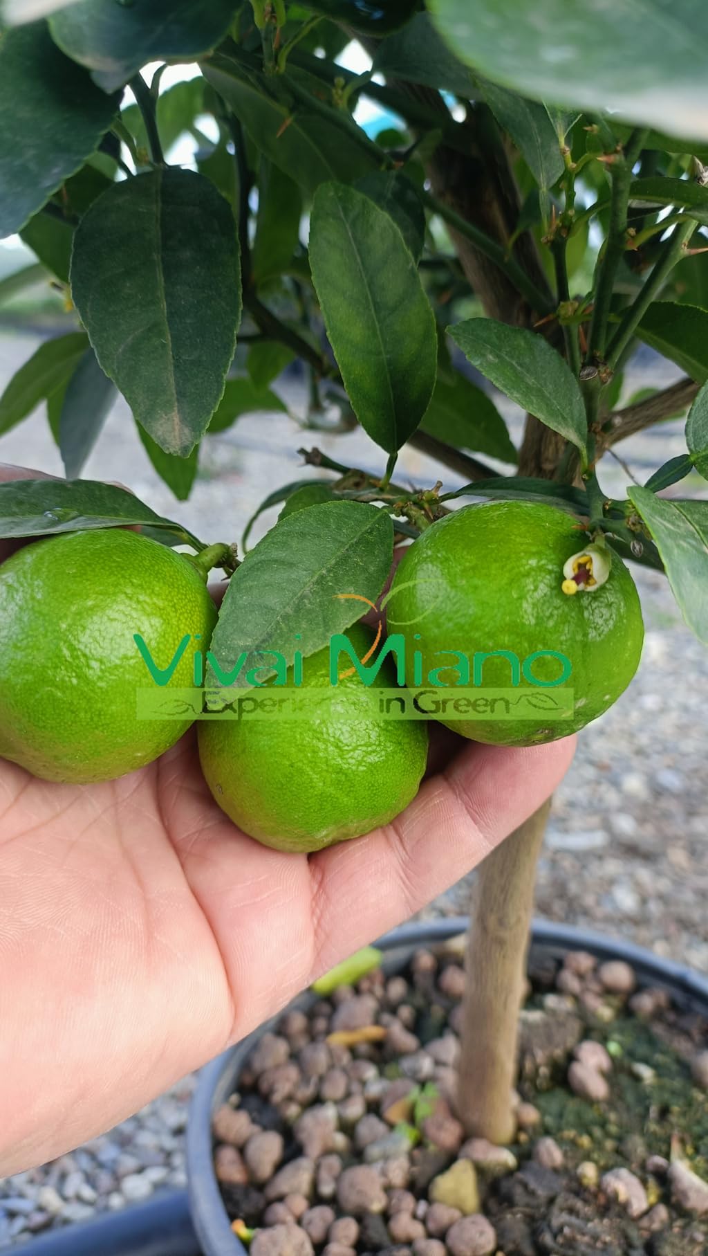 Pianta di Lime del Mexico (vaso - 20) - Immagine reale