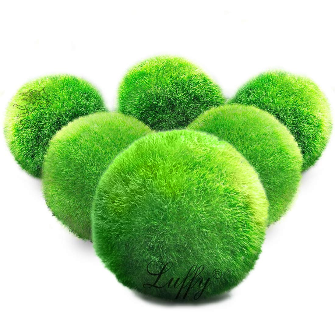 Buy Luffy Medium Marimo Moss Balls, Create Real Ecosystem, Low