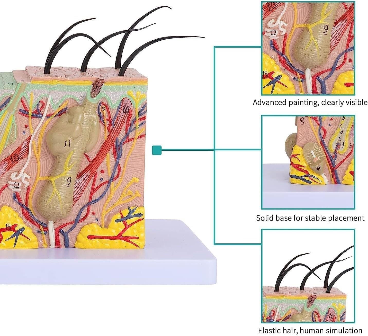 3D Skin Anatomy Model, 35x magnified Skin Layer Structure Anatomy Model with Hair and Medical Skin Markers, Suitable for Biological minimally invasive Cosmetic Surgery Teaching Model