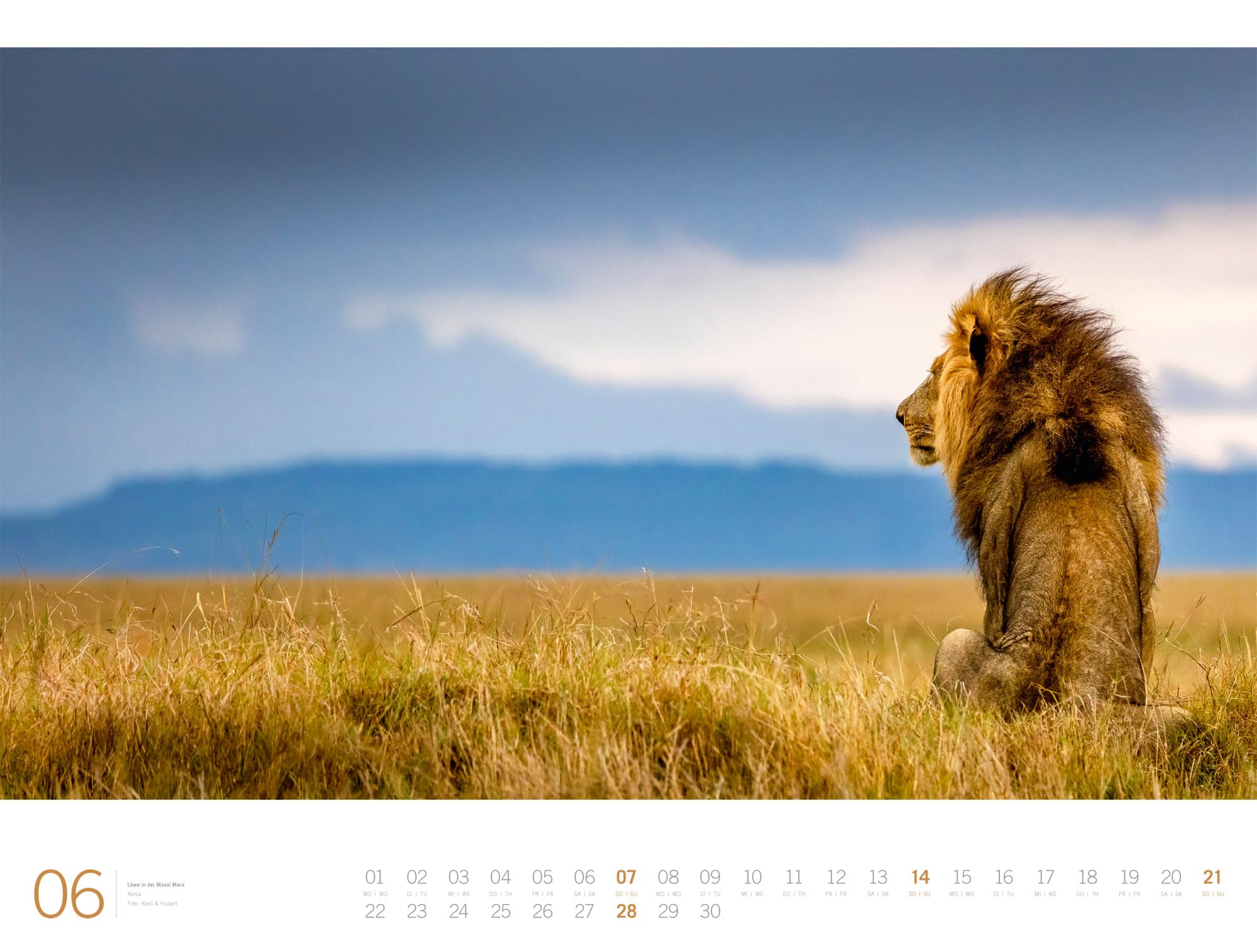 Afrika Gallery Kalender 2026: Bildgewaltiger Afrika-Kalender im großen Querformat (66x50 cm) | Tiere und Landschaft im Großformat