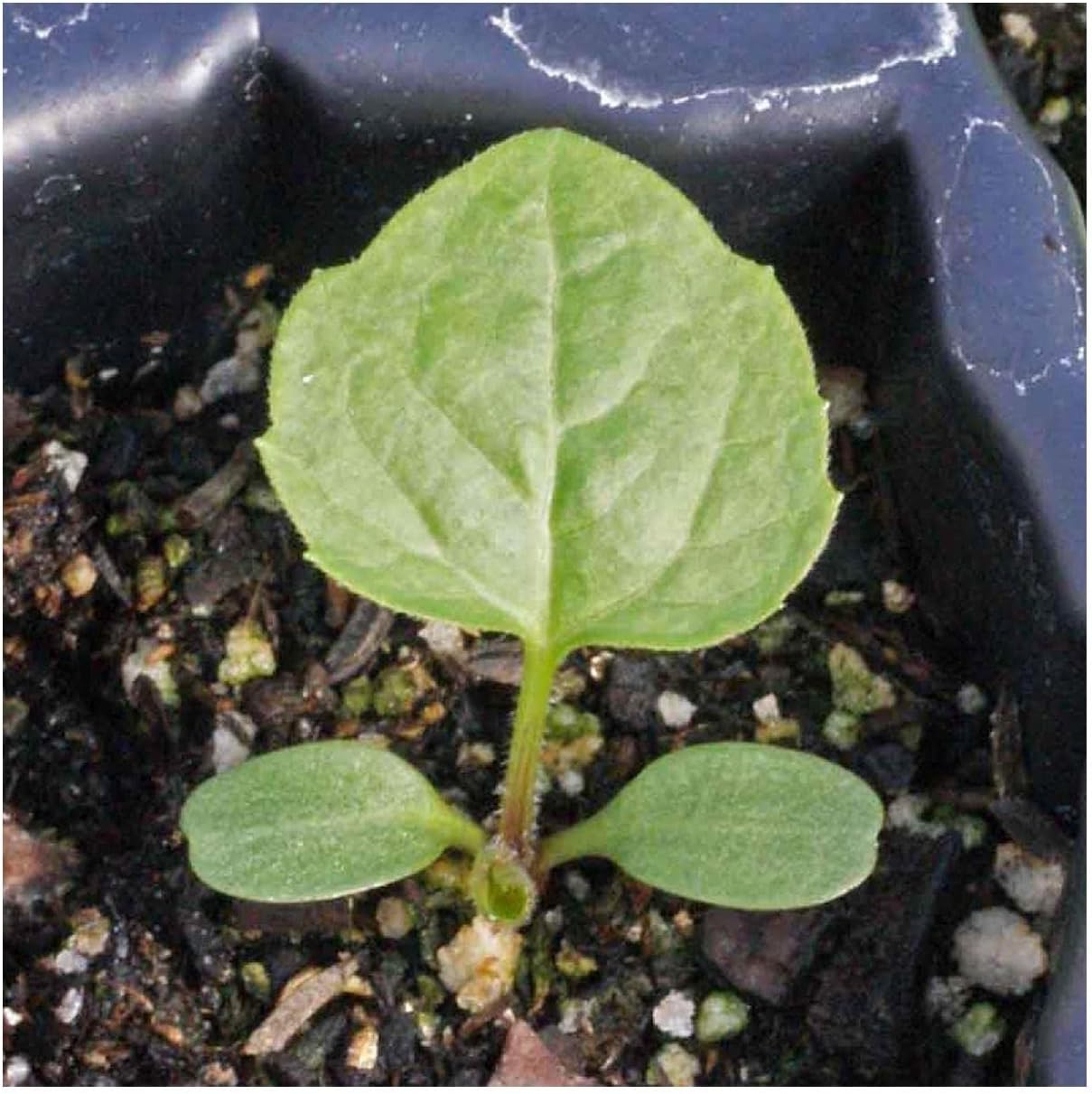 Everwilde Farms - 1/4 Lb Wild Golden Glow Native Wildflower Seeds - Gold Vault