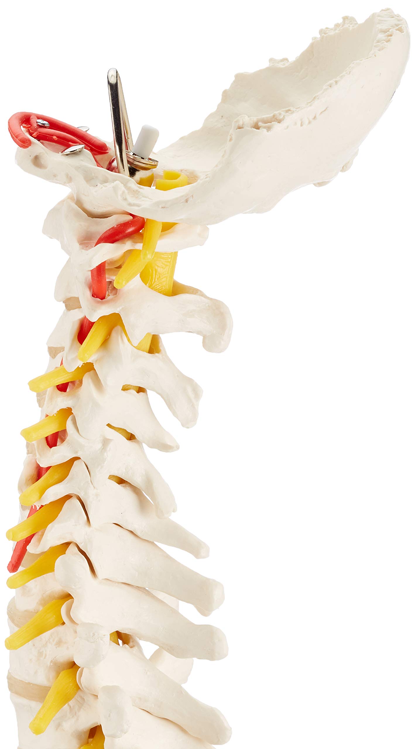 3B Scientific A58/1 Colonna Vertebrale Flessibile Classica + software gratuito di anatomia - 3B Smart Anatomy