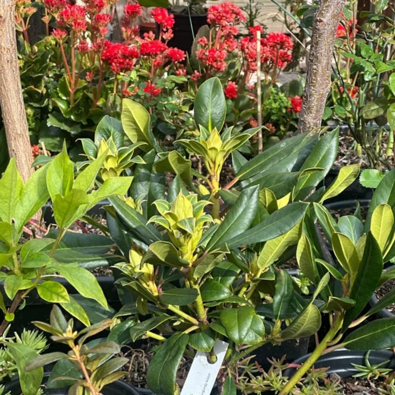 Miniatura 4 de Grandes plantas de rododendro blanco brillante de 1 galón vivas, plantas de azalea de 1 a 3 años de edad, arbustos vivos para plantar, muy bien