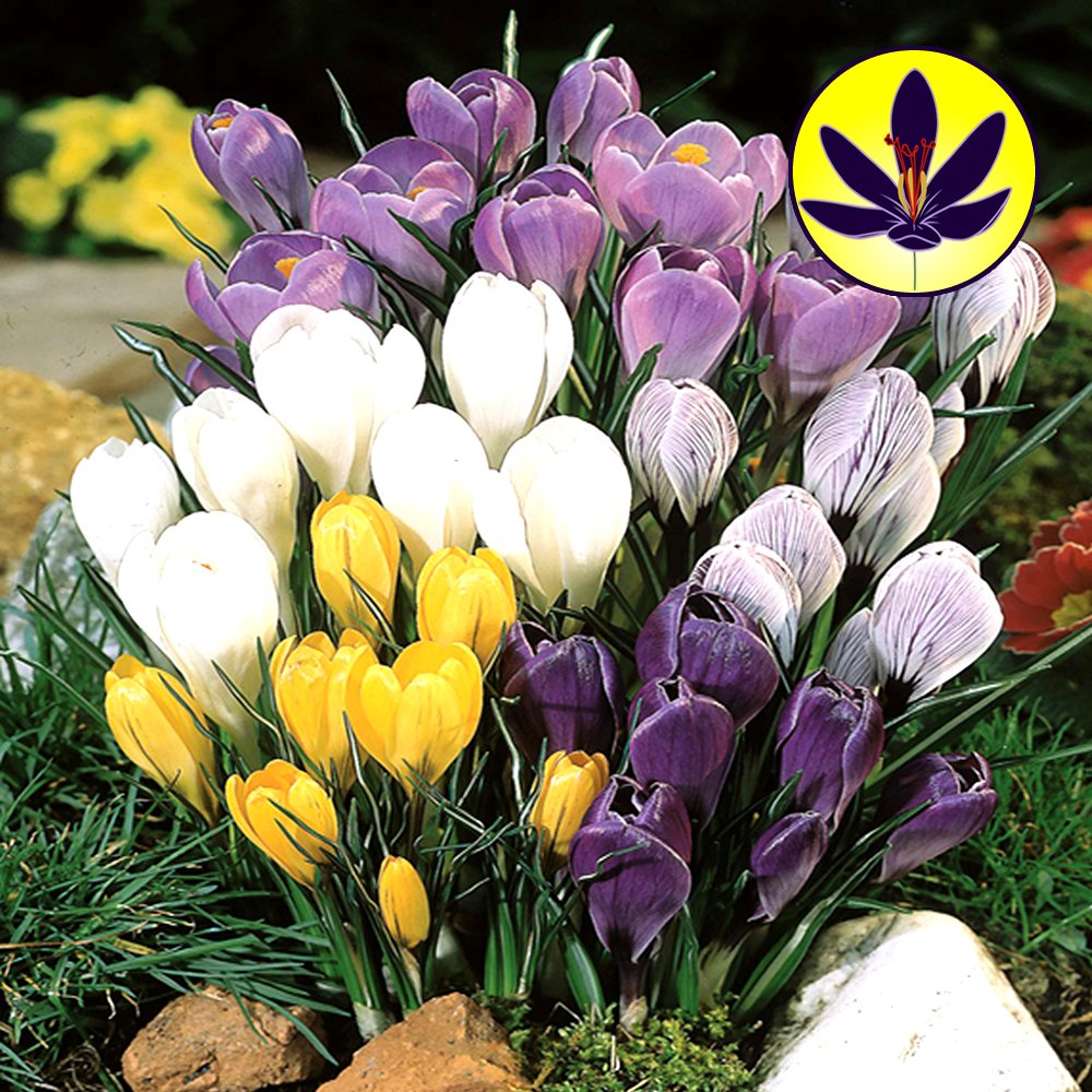 Gardeners Dream Krokusse Blumenzwiebeln Mehrjährig Winterhart Mix (200 Stk.) - Krokus Zwiebeln zum Pflanzen - Blau, Lila, Gestreift, Weiß & Gelb - Blumenzwiebeln Frühblüher Mix für Draußen