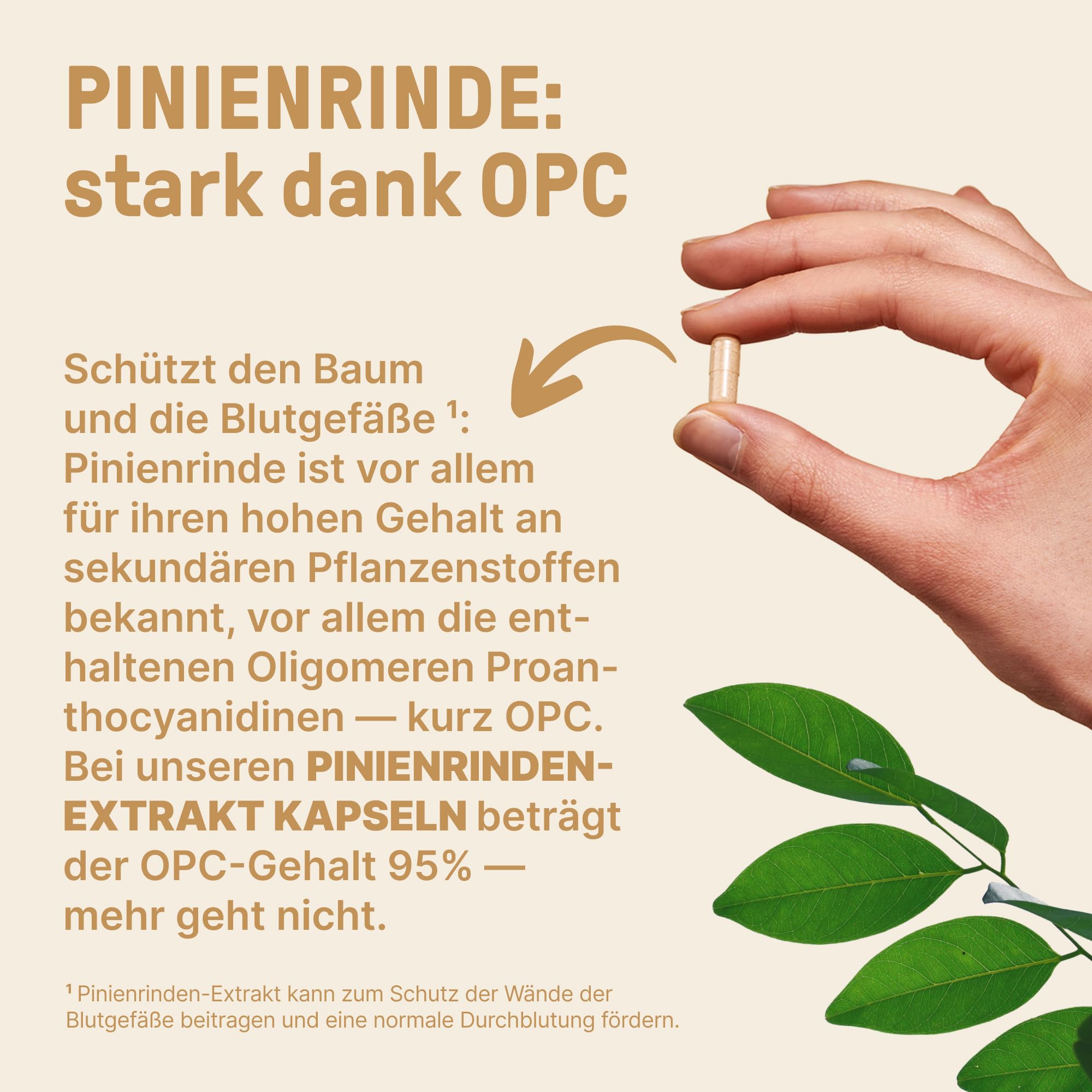 Pinienrinden Extrakt 120 Kapseln - Laborgeprüft nach deutschen Standards, Kiefernrinden Extrakt - Kapseln im Braunglas