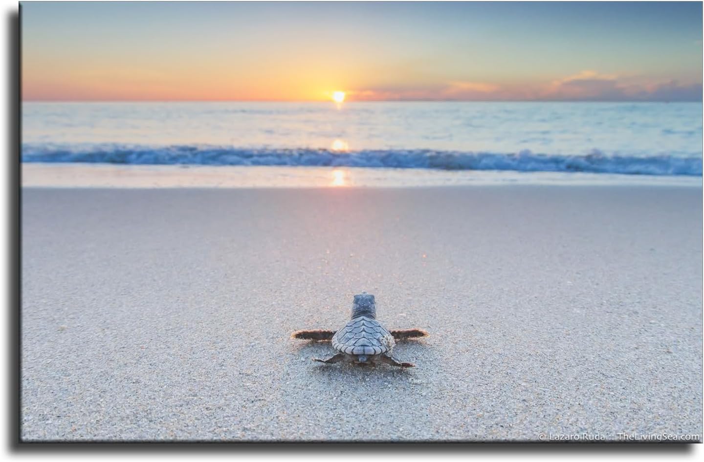 Baby Sea Turtle on The Beach Poster Canvas Wall Art Living Room Wall Art Bedroom Wall Decor Printins (8x12inch-Framed)