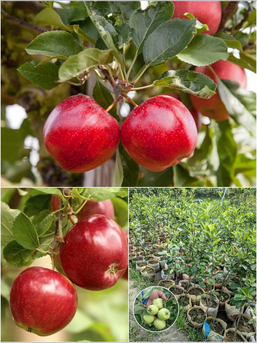 Apple Plant original HRMM 99 Variety Apple Fruit Plant For Hot Climate Supporting All India Weather (Combo Pack Of 2 Apple Fruit Plant) Hight 2-3 Feet, Outdoor Home Garden (B0DCSRQZBZ) Amazon Price History, Amazon Price Tracker