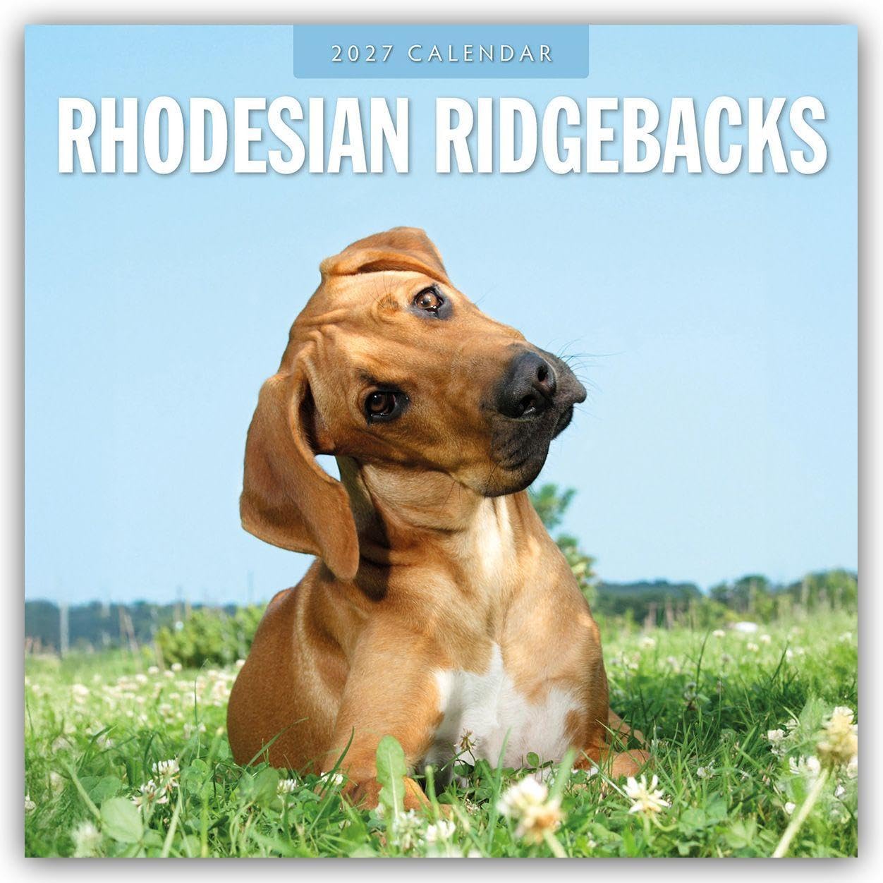 Rhodesian Ridgebacks 2027 Square Wall Calendar: Original Red Robin Publishing Ltd-Kalender [Mehrsprachig] [Kalender]