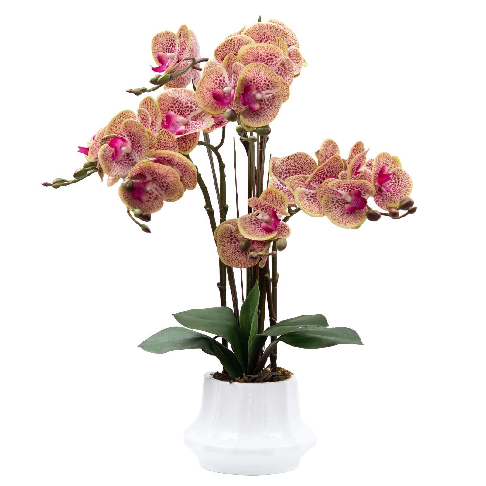 CXGS Real Touch Orchid