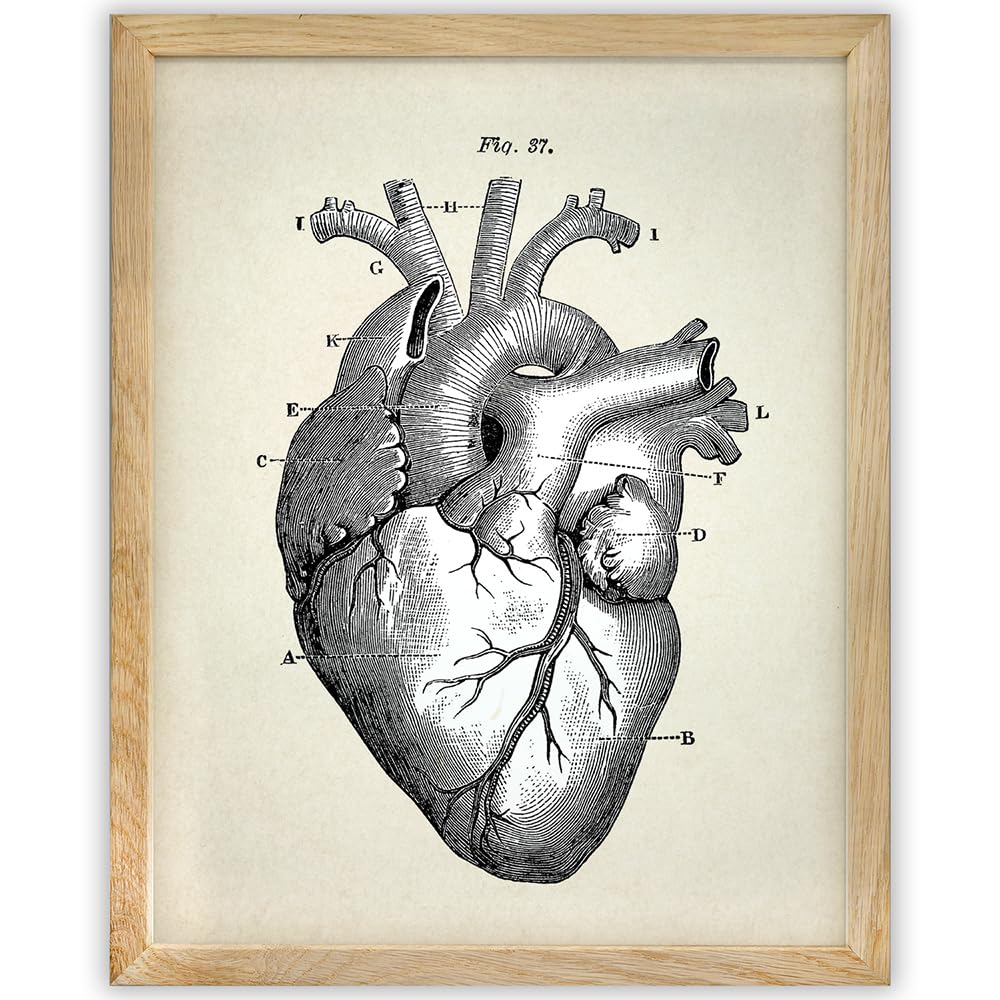 Lone Star Art Anatomical Heart