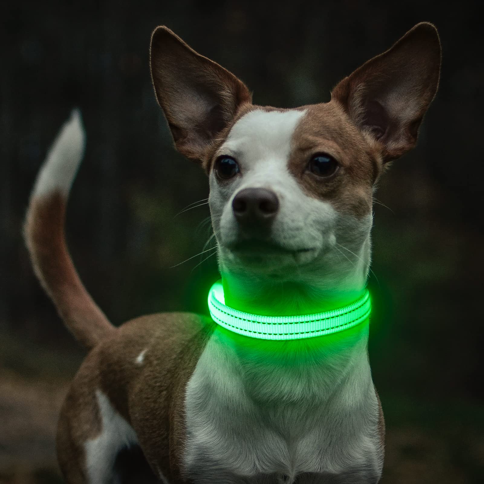 Collare per cani con LED riflettente, ricaricabile, luminoso, per animali domestici, per sicurezza notturna, ideale anche come collare per gatti illuminato (XS, verde)