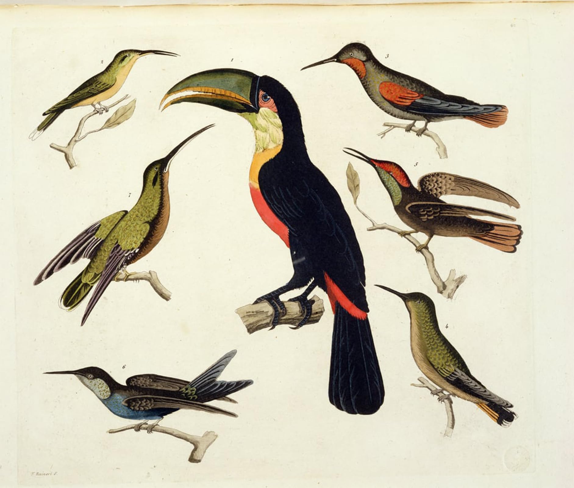 POSTERIIk Famous Print Pop Art Wall Art Graffiti Native Birds Including the Toucan by Baron Friedrich Alexander von Humboldt Art Prints for Home Decor 60x90cm