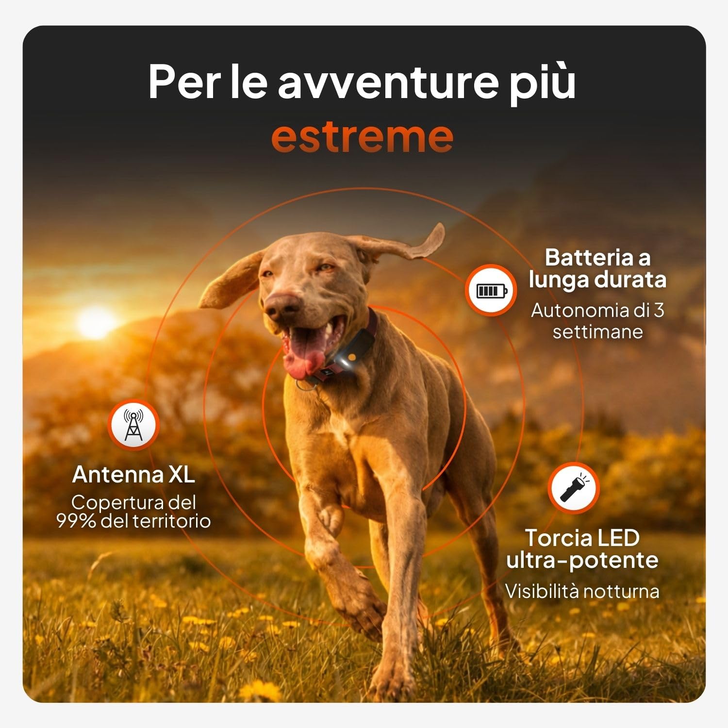 Weenect Dog XT - NUOVO Collare GPS per Cani | Antenna XL | Impermeabile | Collare ultra-resistente integrato Julius-K9 | Garanzia a vita | Abbonamento richiesto (Giallo)