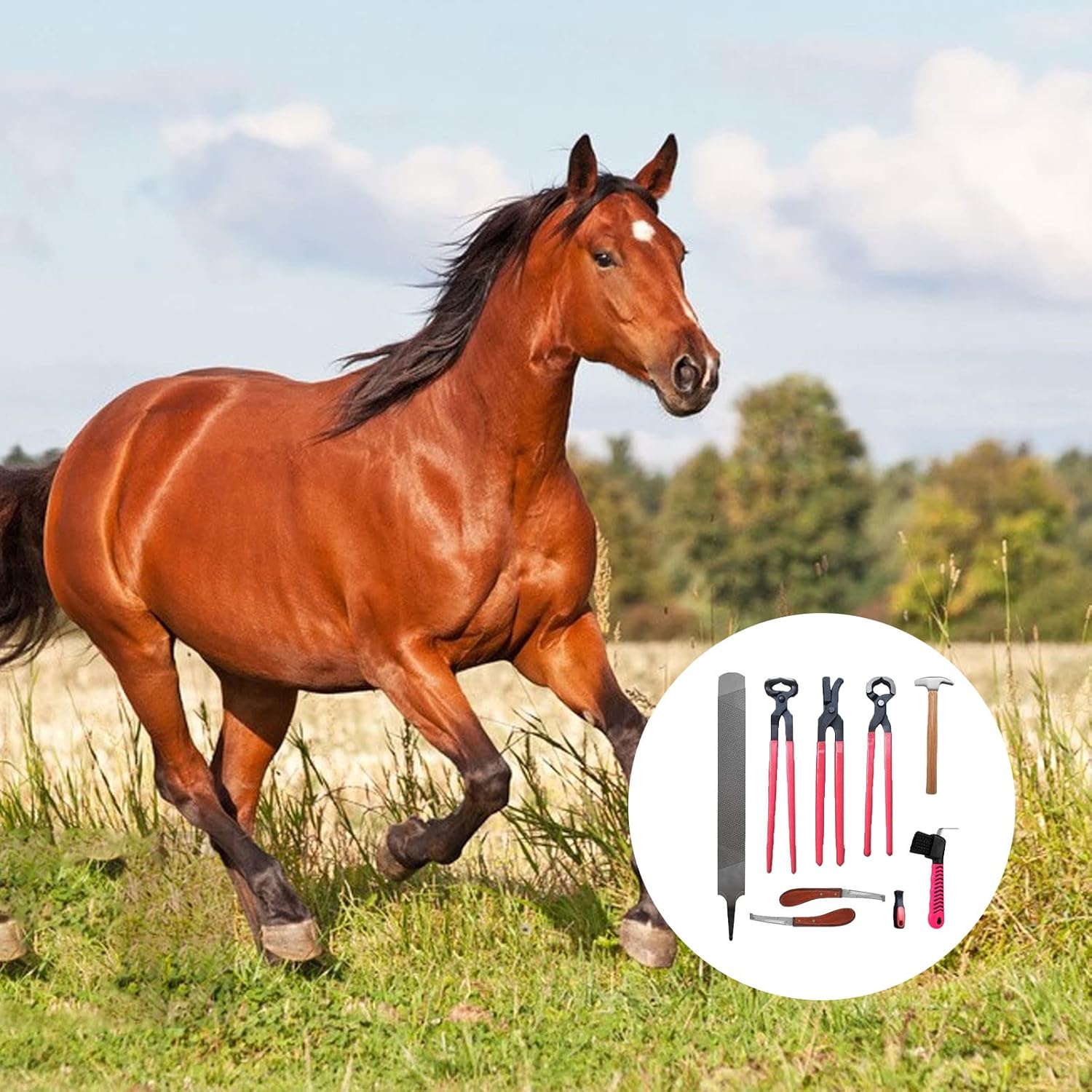 CDIYTOOL 8PCS Horse Farrier Hoof Trim Tool Kit, Include Horseshoe File, Horseshoe File Handle, Horse Hoof Trimmer, Horse Shoe Cutting Pliers, Horseshoe Brush(Random Color) Etc : Pet Supplies