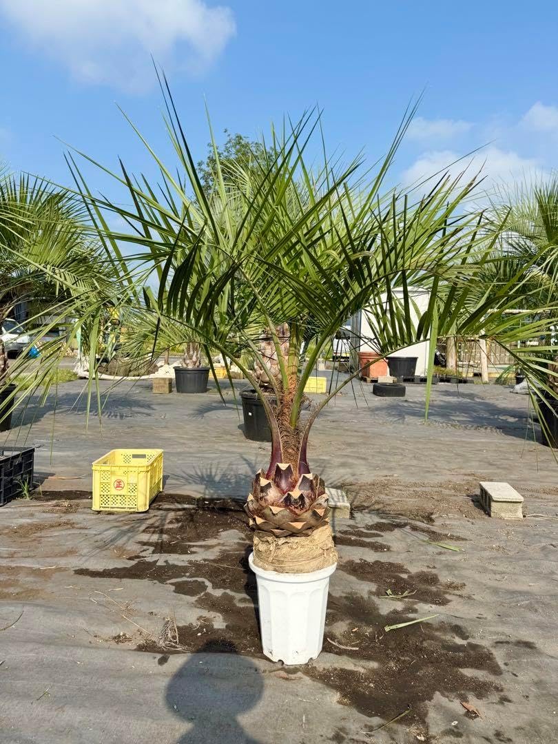 H*੭様 ココスヤシシルバーリーフ【極太】葉先160cm幹回り50cm 幹高15 ココスヤシシルバーリーフ 【極太】葉先210cm 幹回り110cm 幹高50cm